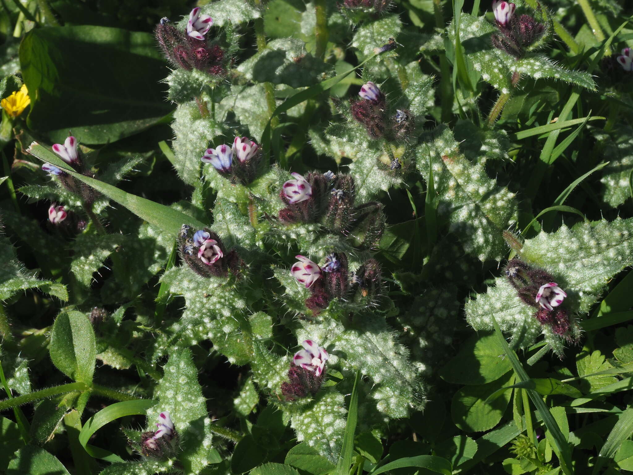 Image de Anchusella variegata (L.) M. Bigazzi, E. Nardi & F. Selvi