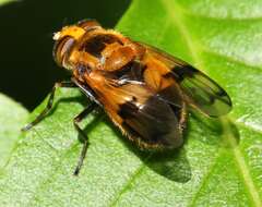 Image of Volucella inflata (Fabricius 1794)