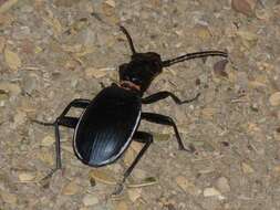 Image of Anthia (Anthia) cinctipennis Lequien 1833