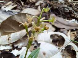 Image de Crepidium taurinum (Rchb. fil.) Szlach.