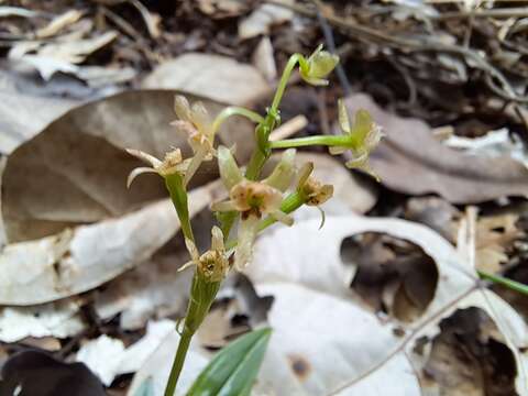 Crepidium taurinum (Rchb. fil.) Szlach.的圖片