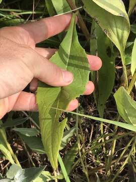 Image of whorled rosinweed