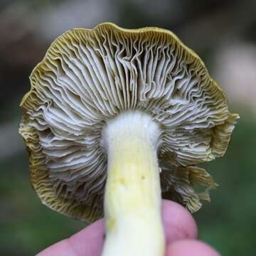 Tricholoma viridilutescens M. M. Moser 1978 resmi