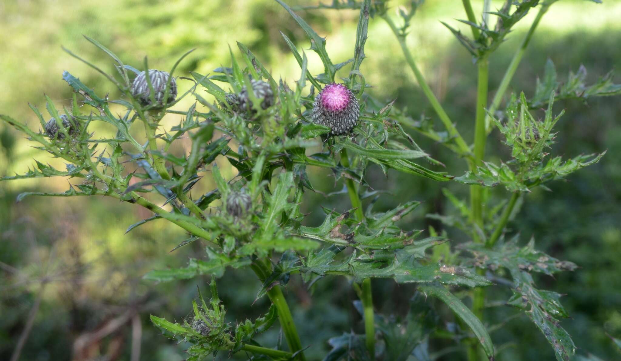 Imagem de Cirsium muticum Michx.