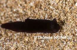 Imagem de Gymnodoris nigricolor Baba 1960