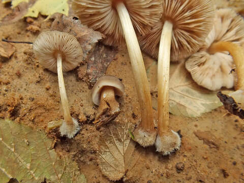 Image of Pluteus granularis Peck 1885