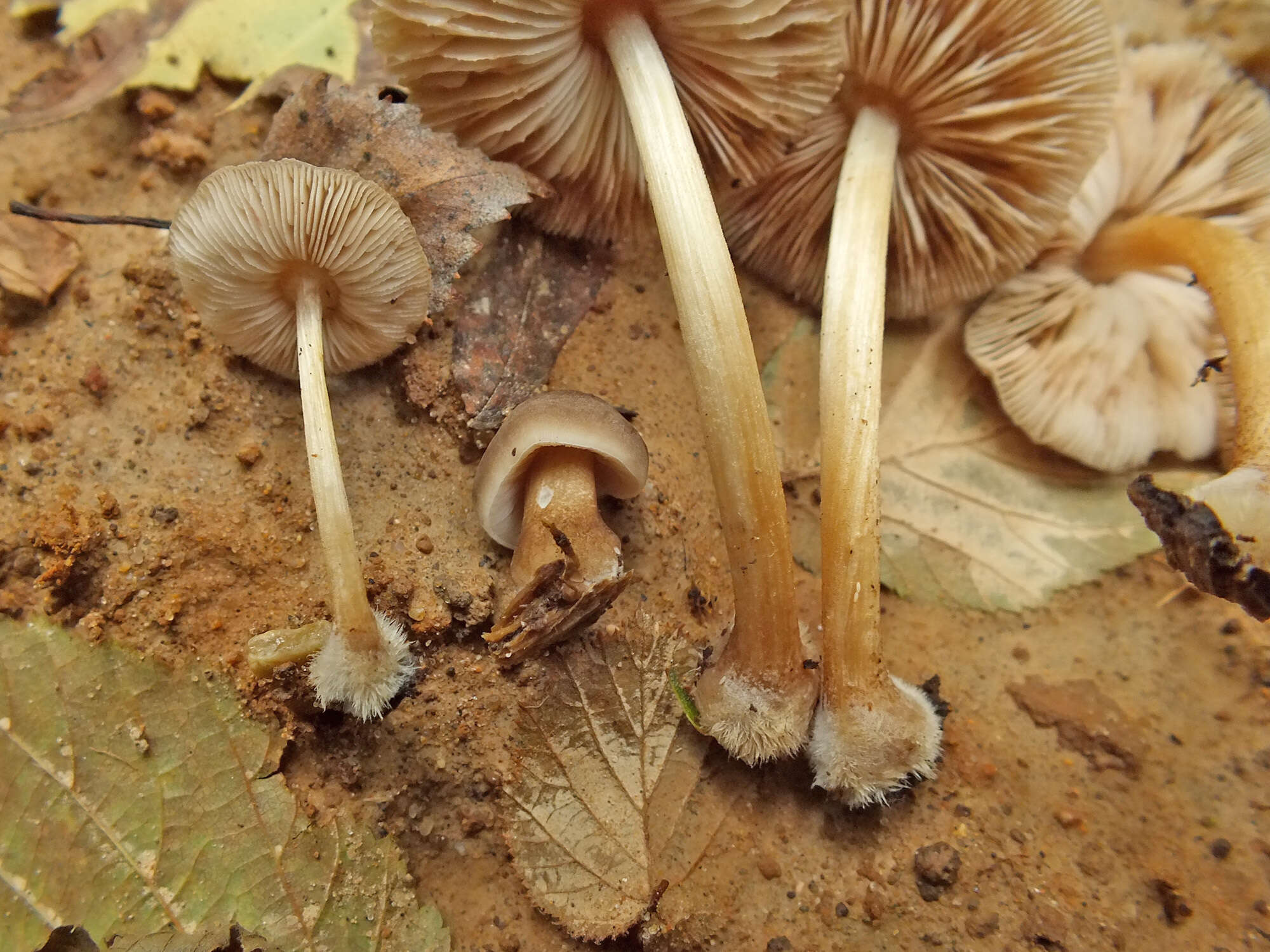 Image of Pluteus granularis Peck 1885