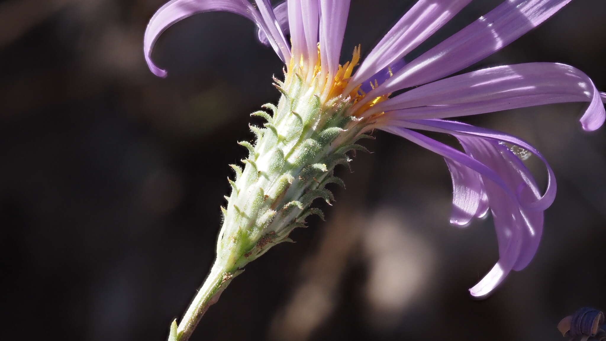 Imagem de Dieteria asteroides var. lagunensis (D. D. Keck) D. R. Morgan & R. L. Hartman