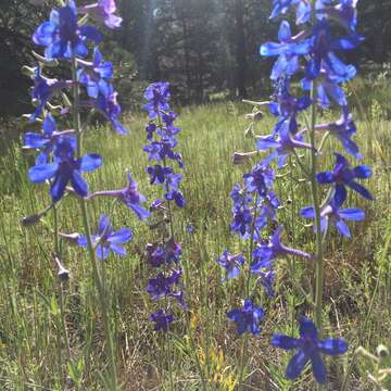 Image of Geyer's larkspur