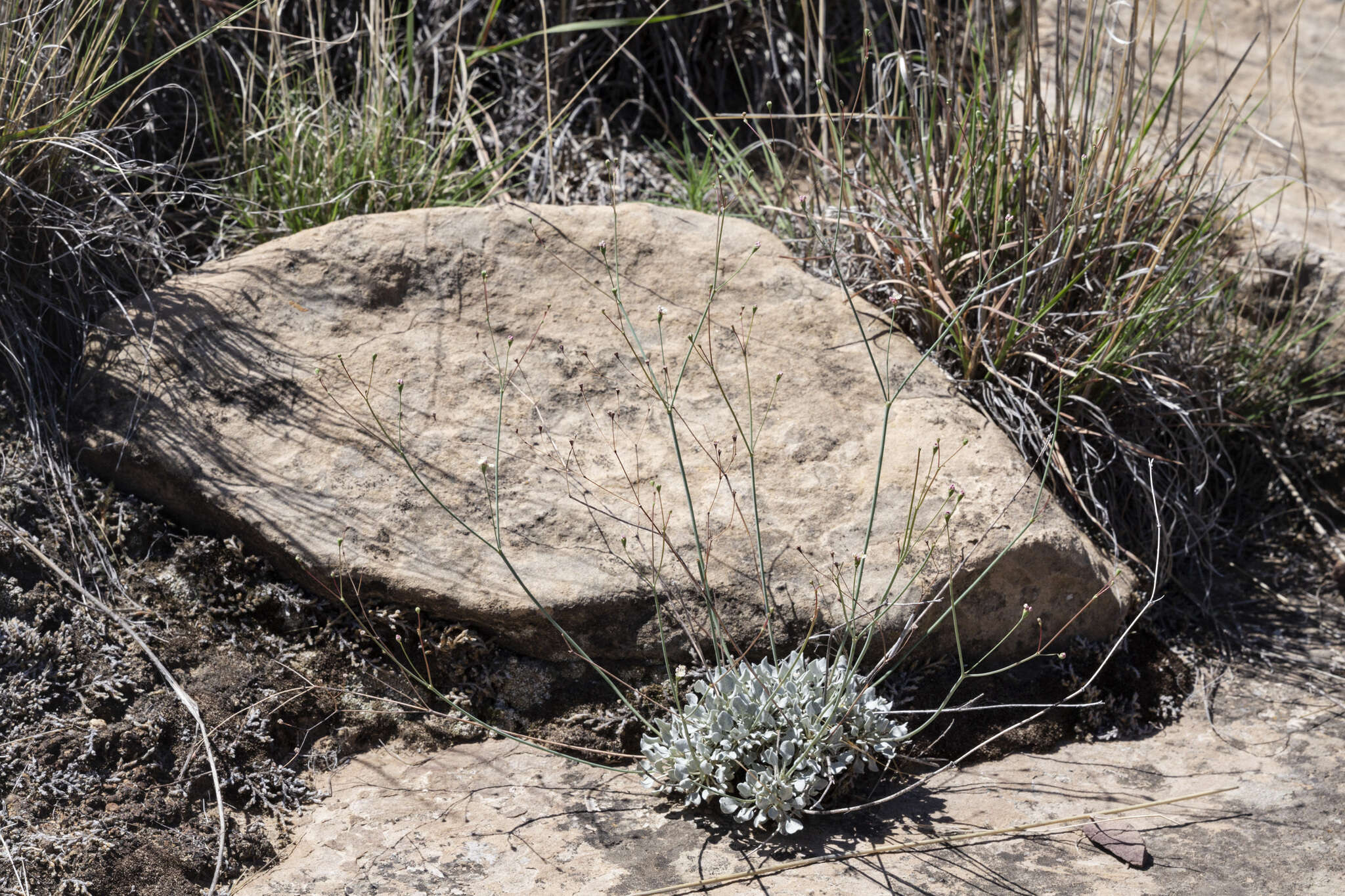 صورة Eriogonum tenellum Torrey