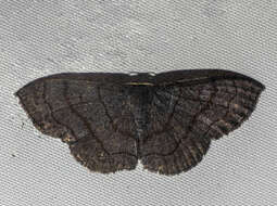 Image of Scopula mecysma Swinhoe 1894