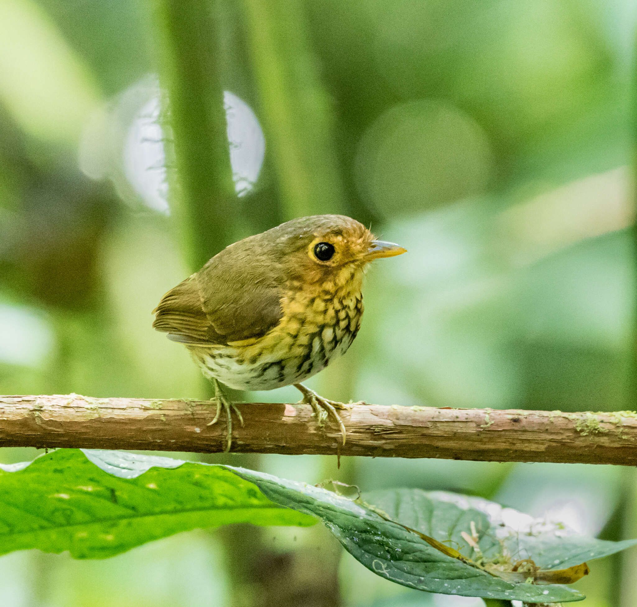 Image of Ochre-breasted Antpitta