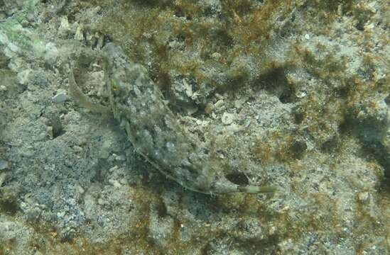 Image of Bandtail puffer