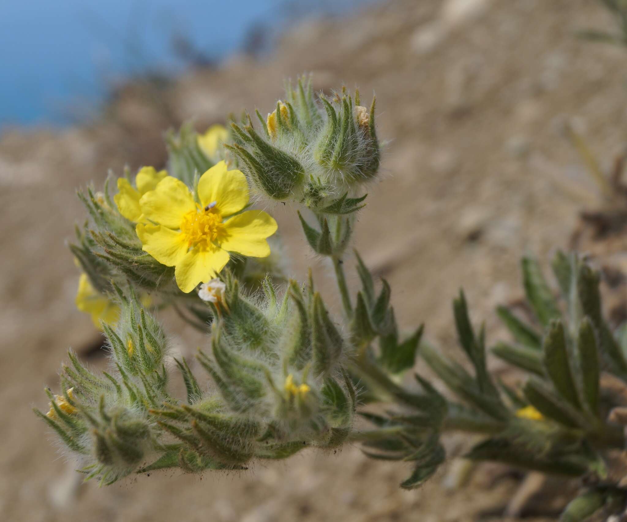 Слика од Potentilla astracanica subsp. callieri (Th. Wolf) J. Soják