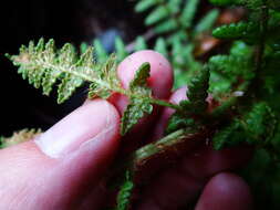 Image of Dryopteris komarovii Kossinsky