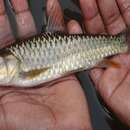 Image of Copper Mahseer