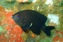 Image of Galapagos ringtail damselfish