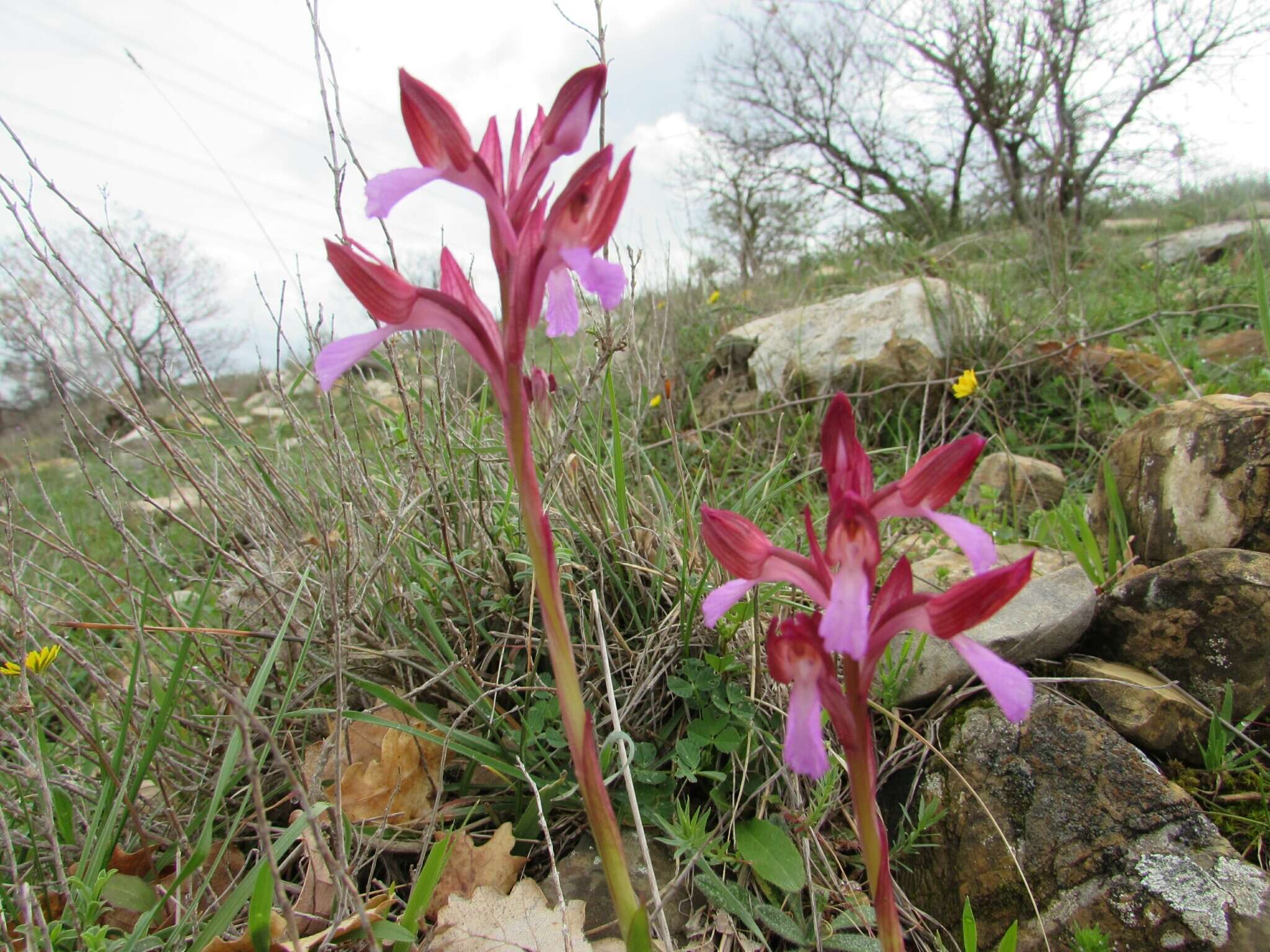 Image of Anacamptis papilionacea (L.) R. M. Bateman, Pridgeon & M. W. Chase