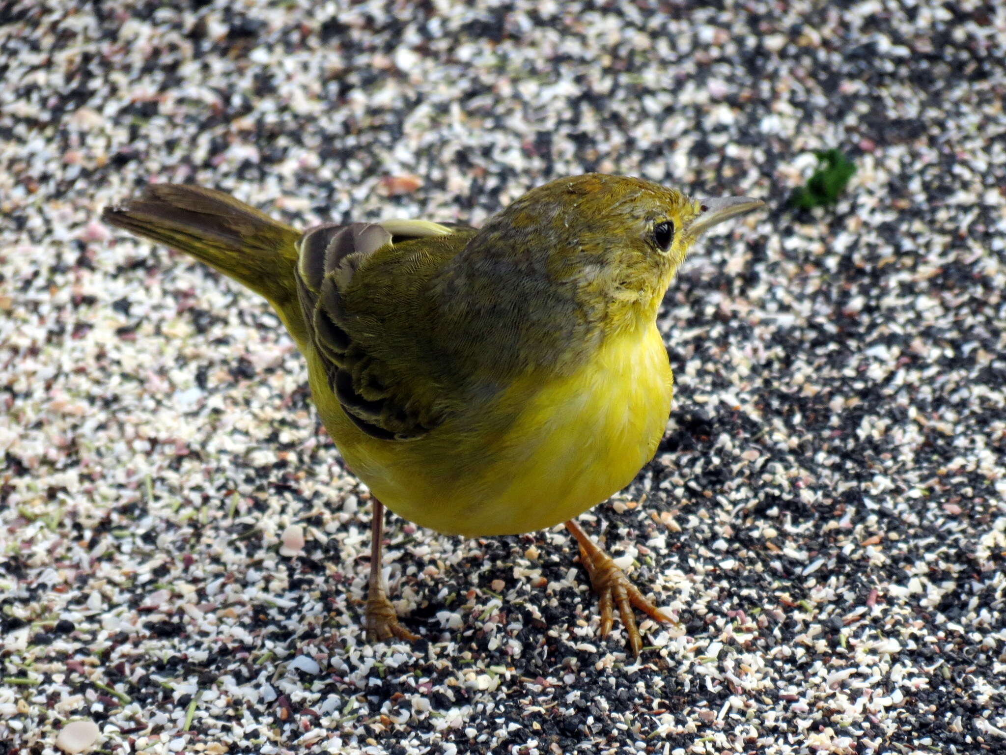 Image of Setophaga petechia aureola (Gould 1839)