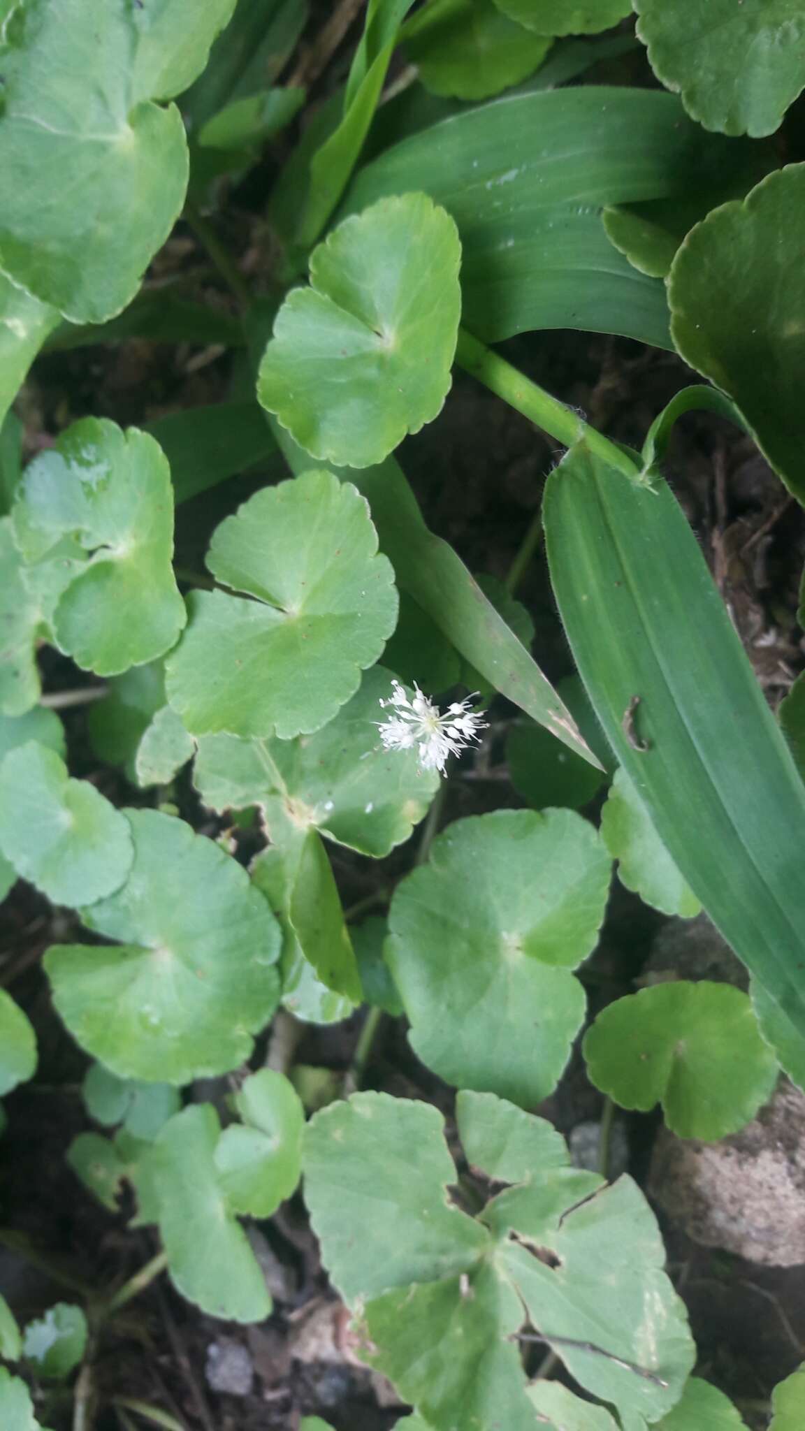 Image de Hydrocotyle leucocephala Cham. & Schltdl.