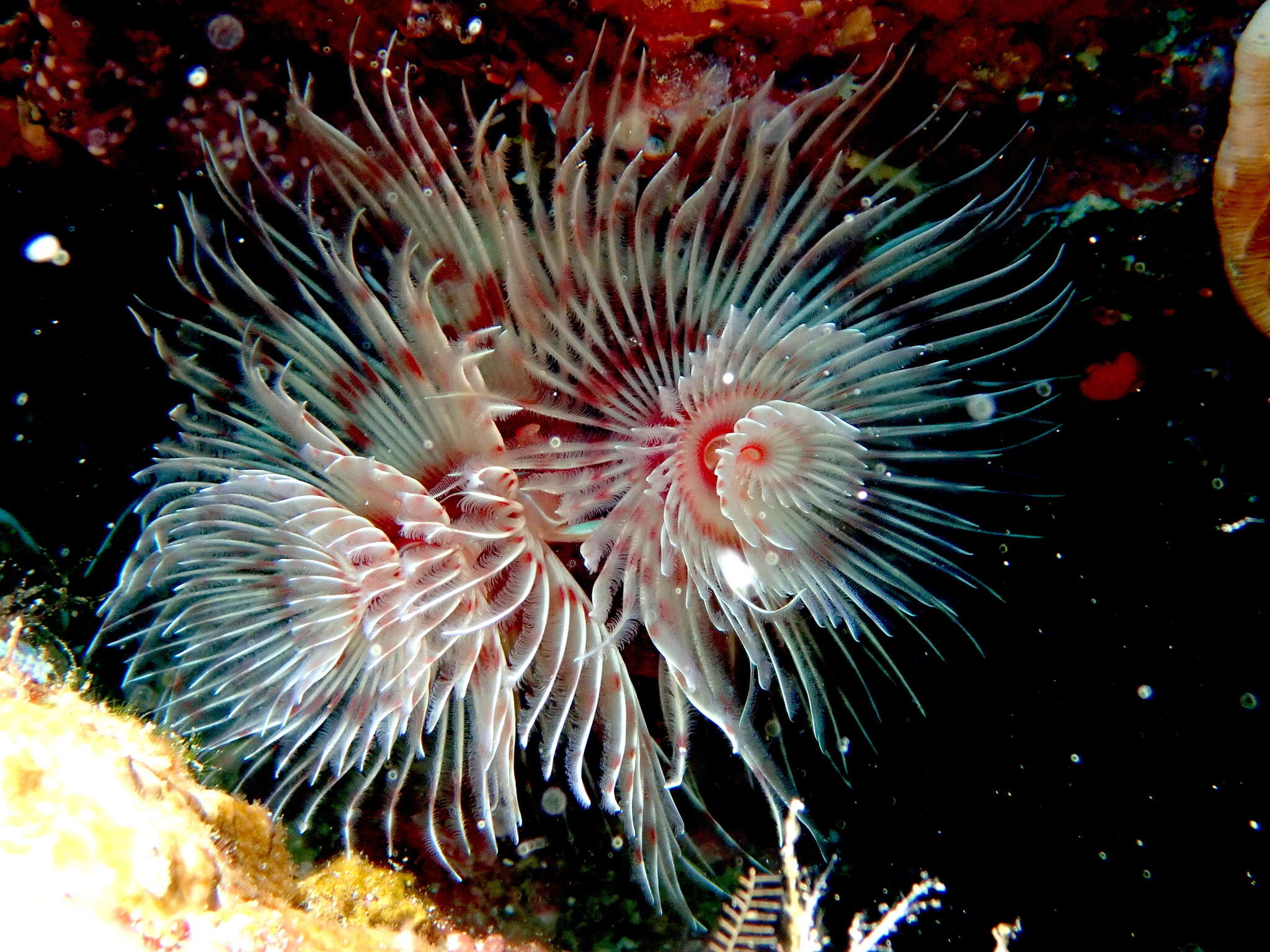 Image of hard tube coco worm