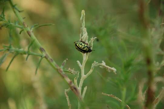 Image of Globemallow Leaf Beetle