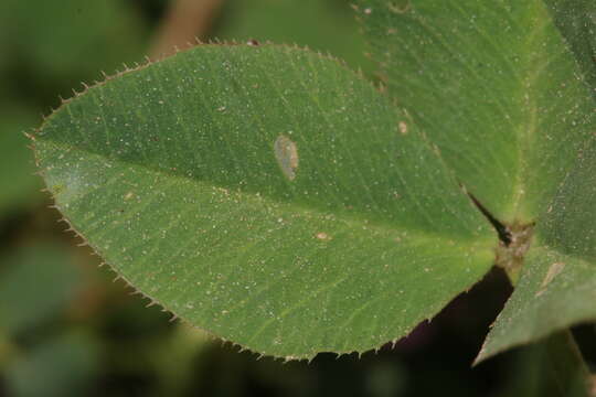 Image of Trifolium isthmocarpum Brot.