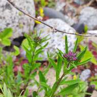 Imagem de Dontostemon dentatus (Bunge) Ledeb.