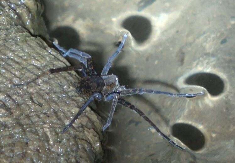 صورة Dolomedes raptor Bösenberg & Strand 1906