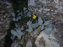 Image of Brachyglottis haastii (Hook. fil.) B. Nord.