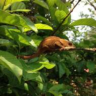 Image of Short-horned Chameleon