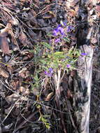 Image of Holly-leaved Hovea