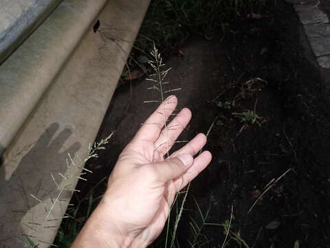 Image of Tussock Dropseed