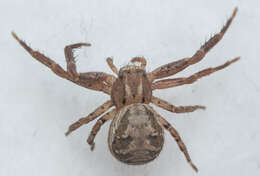 Image of common crab spider