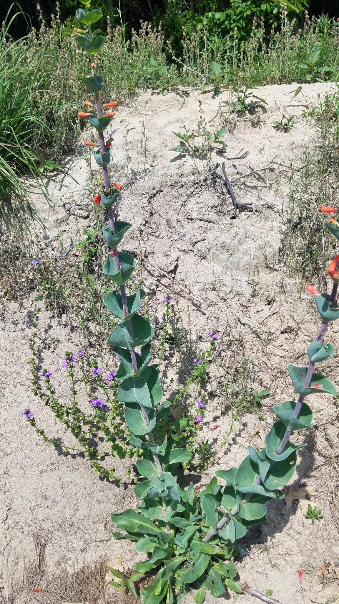 صورة Penstemon murrayanus Hook.