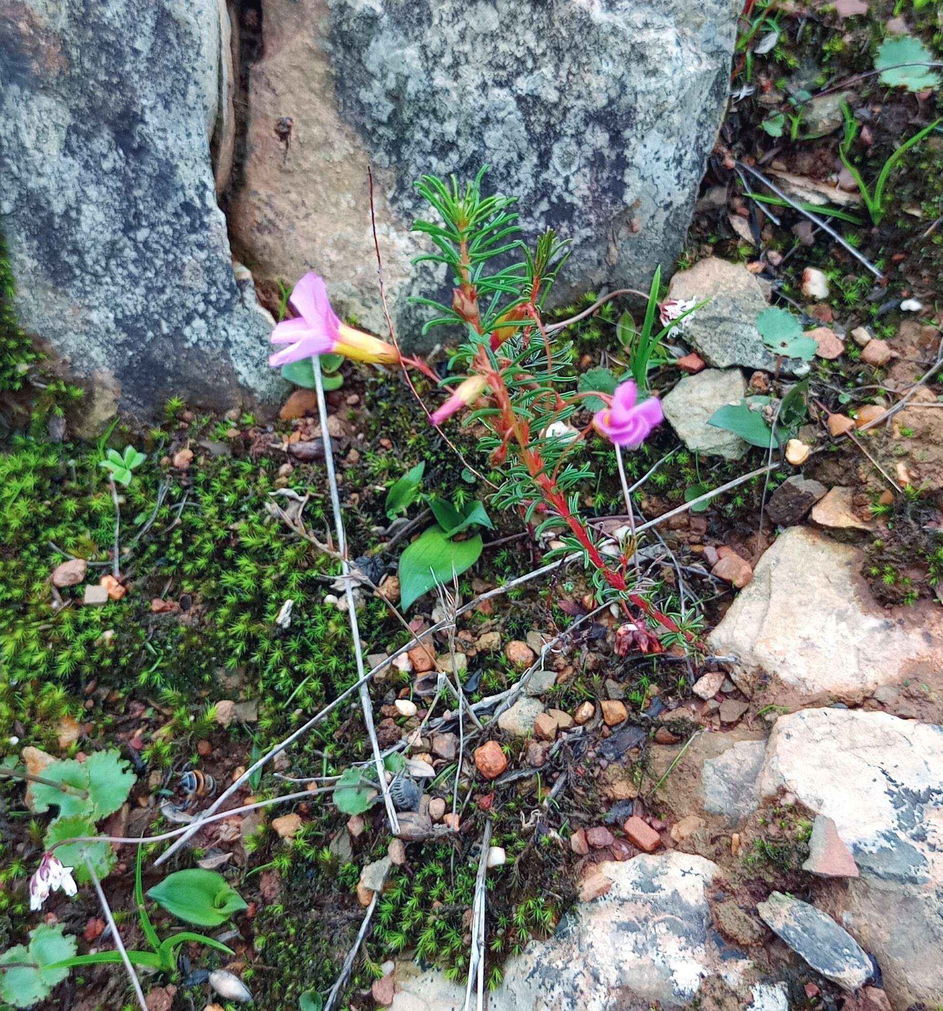 Image of Oxalis confertifolia (Kuntze) Knuth