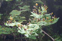 Image of Hypericum grandifolium Choisy