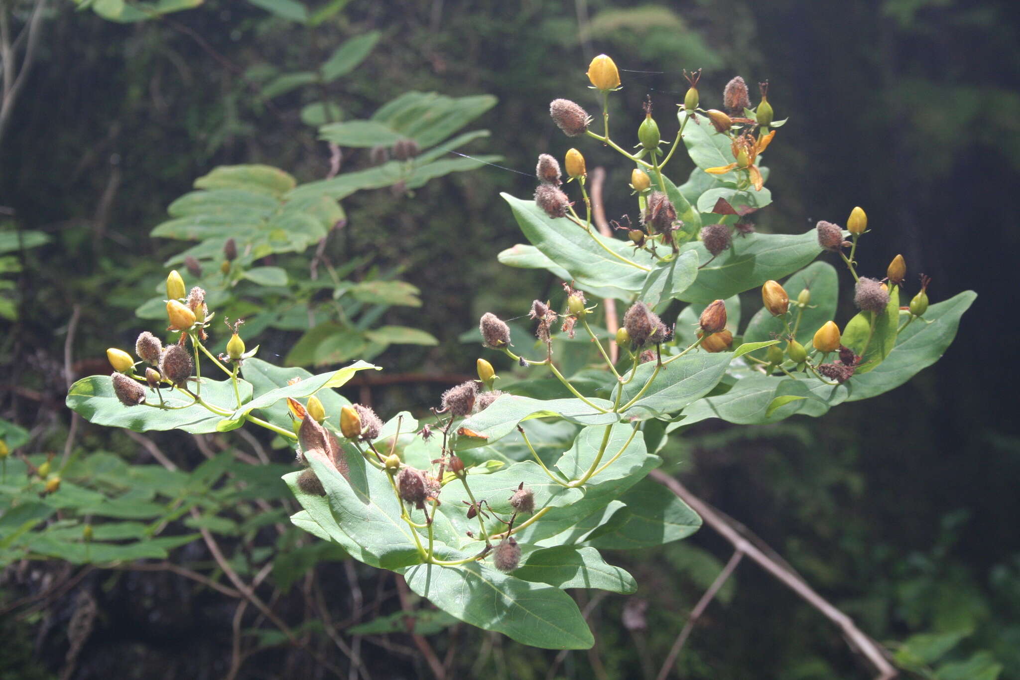 Image de Hypericum grandifolium Choisy