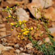 Sivun Hypericum libanoticum Robson kuva