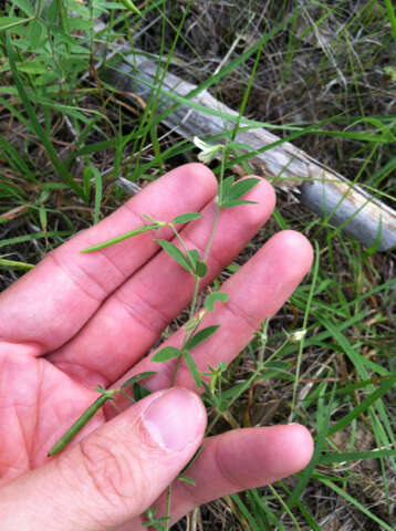 Image of Acmispon americanus var. americanus