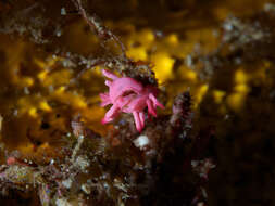 Image of Okenia atkinsonorum Rudman 2007