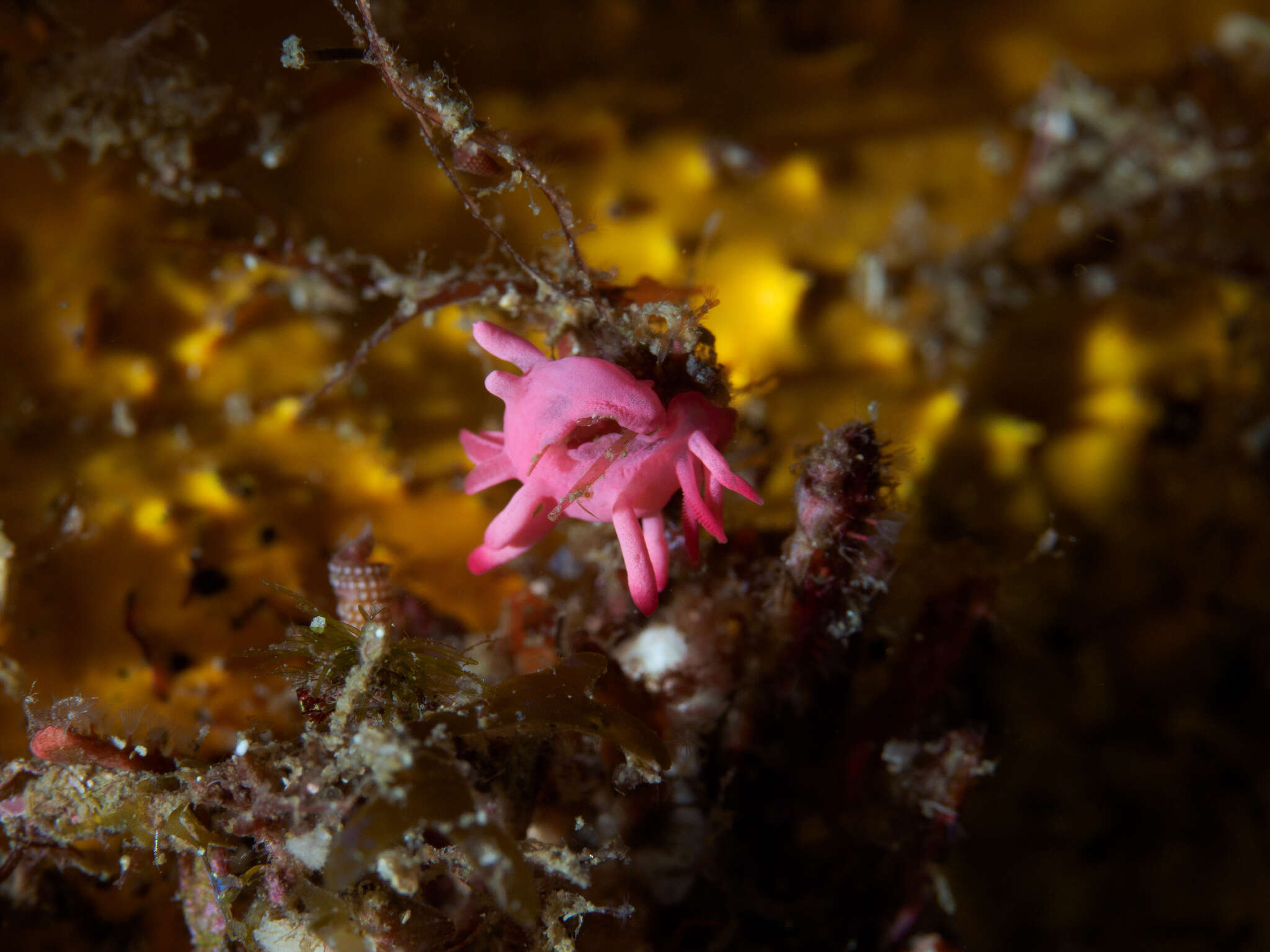 Plancia ëd Okenia atkinsonorum Rudman 2007