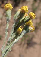 Image of Senecio pauciflosculosus C. Jeffrey