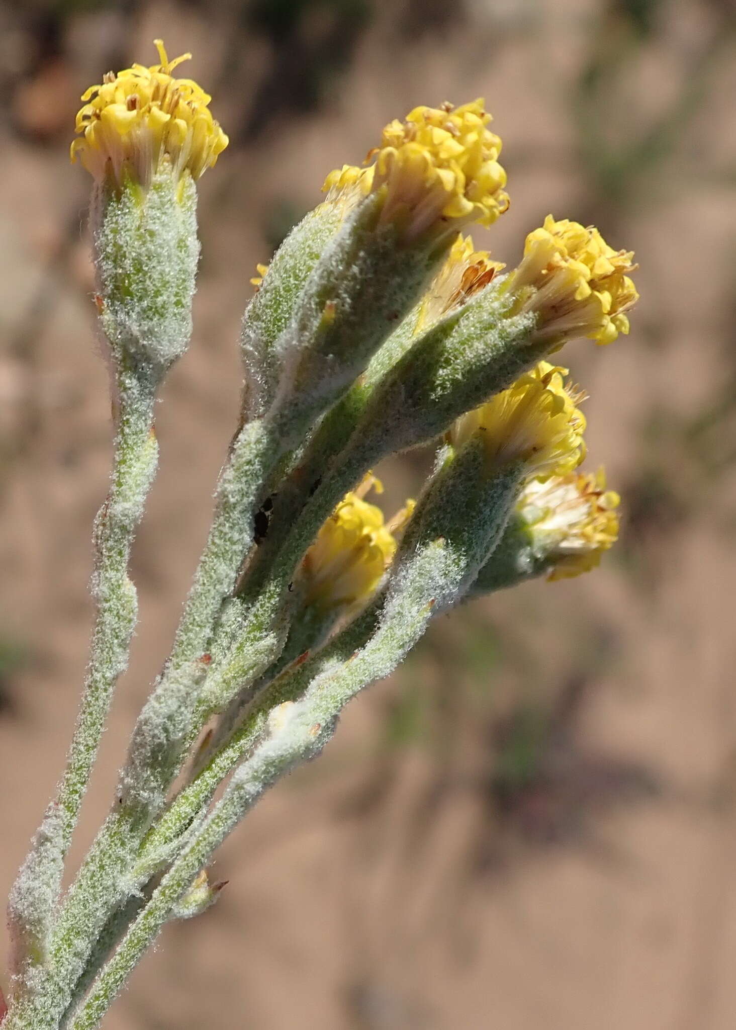 Plancia ëd Senecio pauciflosculosus C. Jeffrey