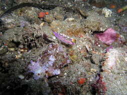 Image of Whitetip purple cerrata pink slug