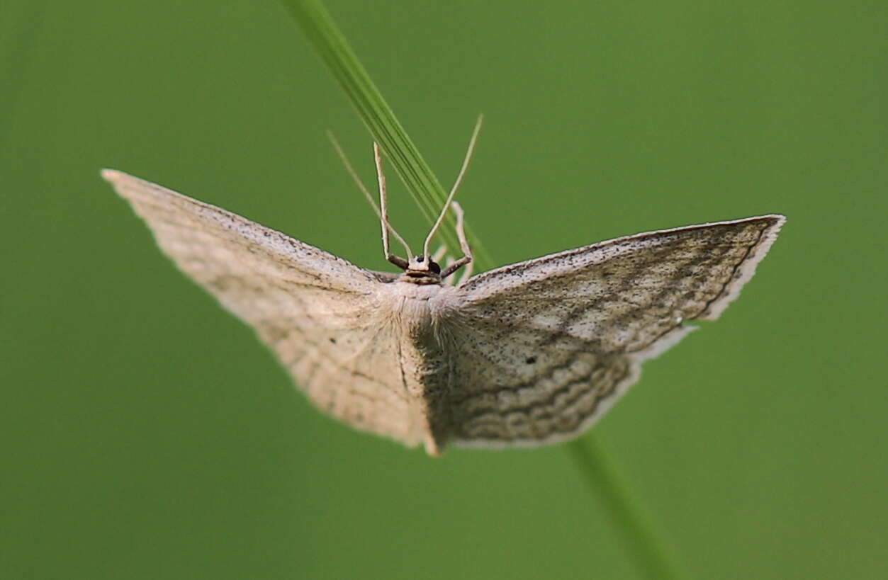 Image of Scopula virgulata Schiffermüller 1775