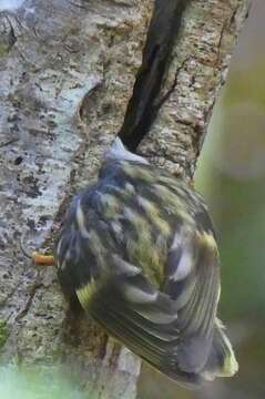 Sivun Acanthisitta chloris chloris (Sparrman 1787) kuva