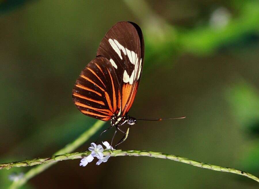 Heliconius erato amazona Staudinger 1896的圖片