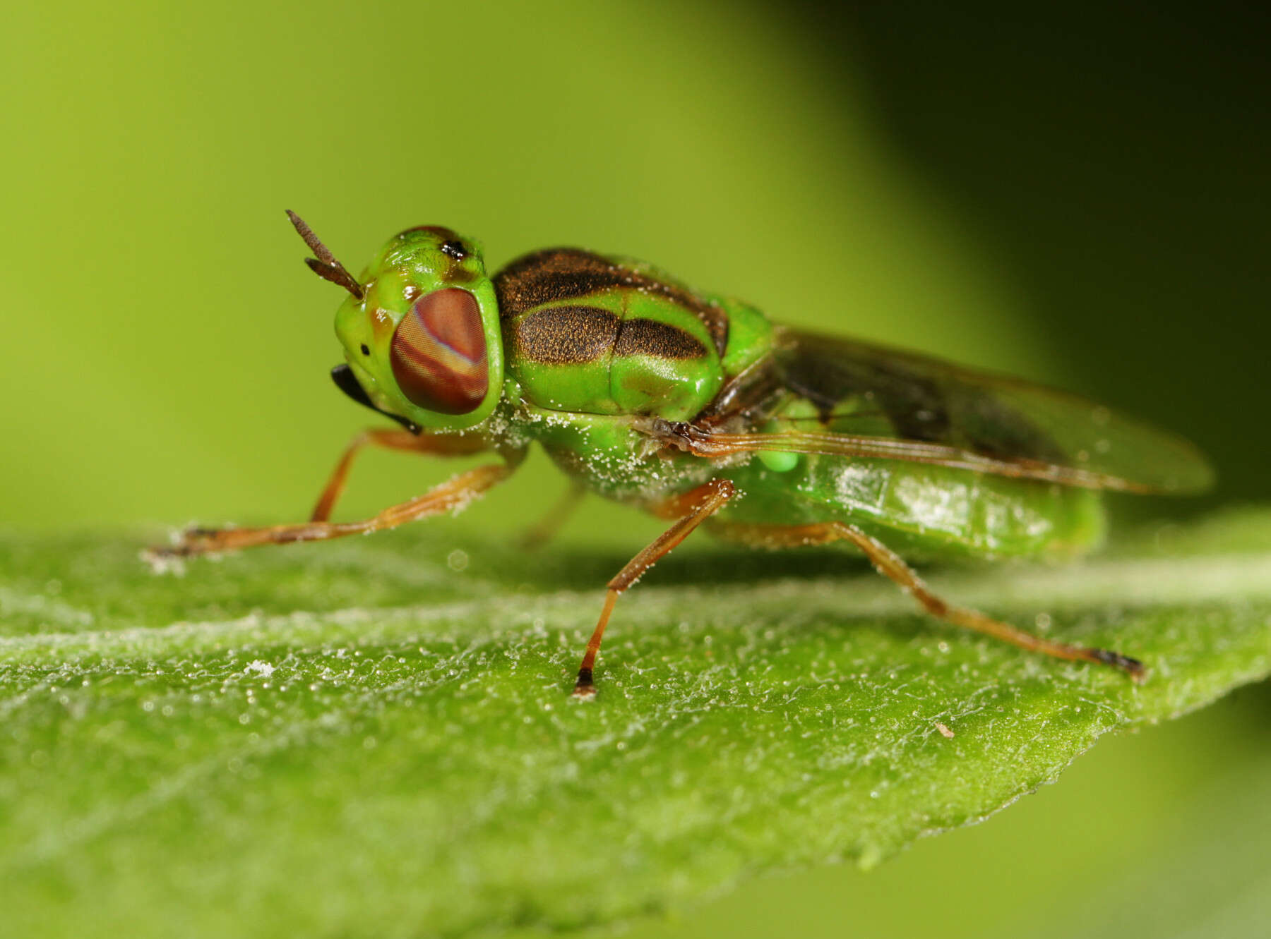 Sivun Hedriodiscus trivittatus (Say 1829) kuva