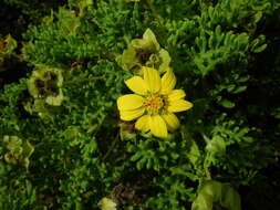 Image de Lecocarpus pinnatifidus DC.